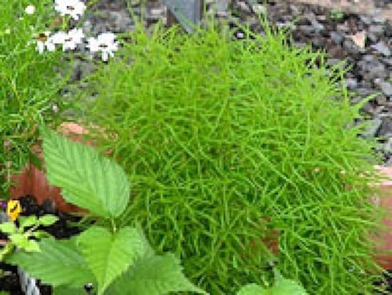 コキアで手作りホウキ