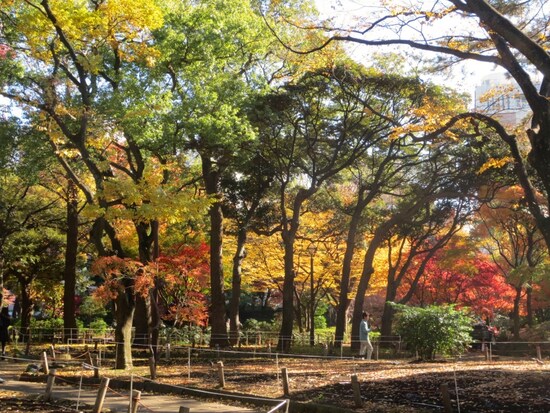 横浜スタジアムがある横浜公園。春はチューリップが楽しめますが、秋は水の広場や日本庭園風の池の周辺などの木々が紅葉します（2012年12月16日）