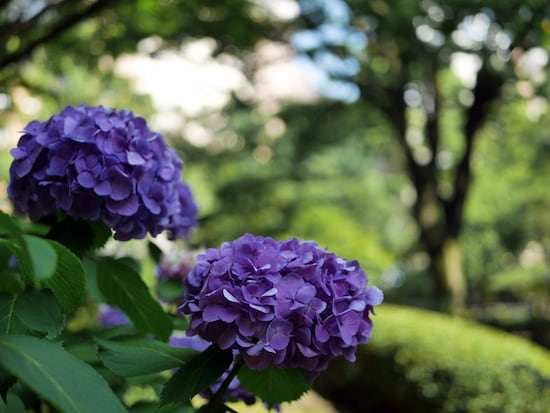  横浜公園にある日本庭園「彼我（ひが）庭園」も多くのアジサイが咲き誇る（2016年5月15日撮影）