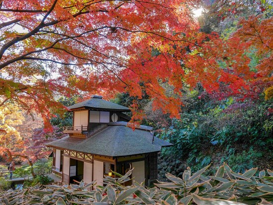 期間限定公開される「紅葉の遊歩道」からの眺め（2016年12月8日撮影）