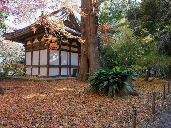 イチョウに覆われる旧天瑞寺寿塔覆堂（内苑）（2016年12月8日撮影）