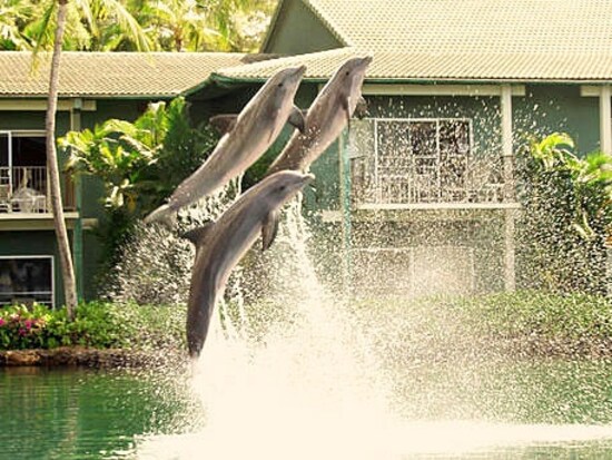 かわいいイルカたちを間近に見ることができるドルフィンラグーン。中庭にはカメや熱帯魚が泳ぐ池もある