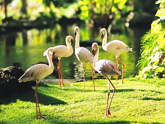ロビー周辺のトロピカルガーデンでは、フラミンゴやペンギンがお出迎え。ビレッジ内には、白鳥、アヒル、トキ、カメ、錦鯉など60種もの鳥や魚が生息しています