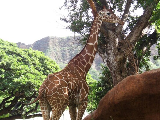 キリンが目の前に！ サバンナのような敷地を自由に歩き回る姿をみることができる