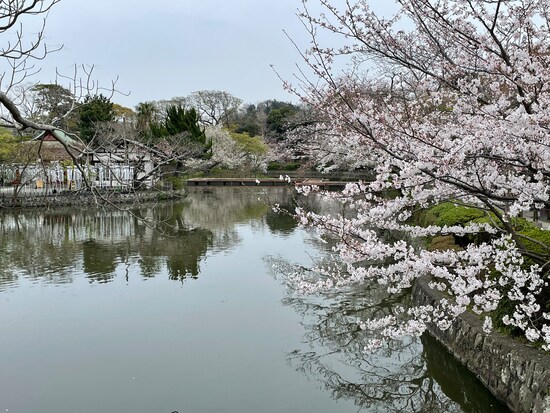鶴岡八幡宮源氏池の桜（2024年4月3日撮影）