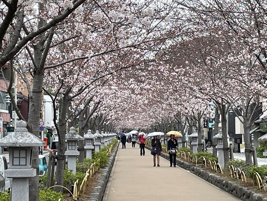 「段葛」の桜（2024年4月3日撮影）