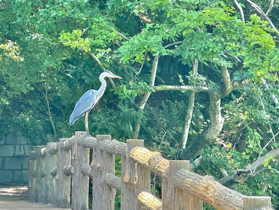 三宝寺池の木柵にたたずむ大きなサギ。この公園全体が彼ら住居であり餌場でもあります