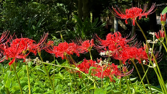 公園の一角に咲く赤いヒガンバナ