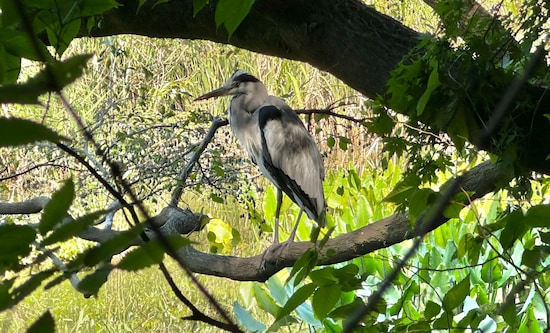 先ほどの写真とは別種のサギ。石神井公園では複数のサギが暮らしており、バードウオッチングの隠れた穴場です