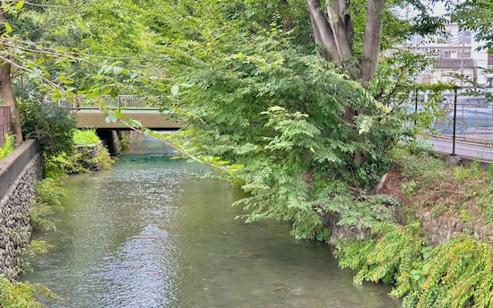 拝島駅近くから玉川上水を撮影。この近辺でも水が澄んでいるのが分かります