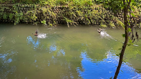 遊歩道沿いの水上を滑走路にして飛び立つカルガモ親子