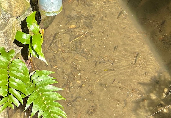 水を通じて人々と魚、自然が共存しています​​​​​​