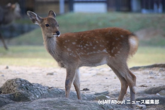 もだえ続けて夫からもお兄やんからも、愛犬からもドン引きされる筆者。知ったことか、かわいいは正義！ なのだ