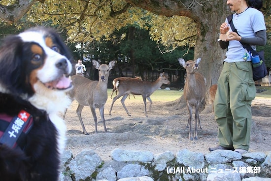 不敵な笑みを浮かべる愛犬を警戒するシカ（左）と、鹿せんべいにしか目を向けないシカ（右）