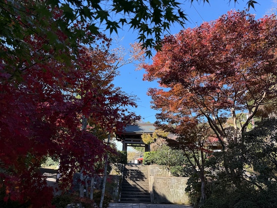 海蔵寺門前の紅葉は比較的色づきが進んでいた