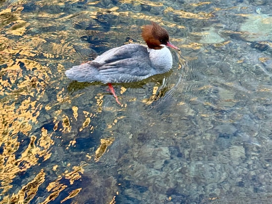 チューリヒ市内を流れる川。スイスはどこへ行っても水の透明度が驚くほど高い