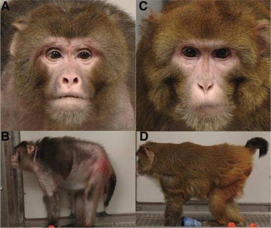 J. Colman , M. Anderson , C. Johnson et al.: Caloric Restriction Delays Disease Onset and Mortality in Rhesus Monkeys, Science 325 , 201-204 , 2009