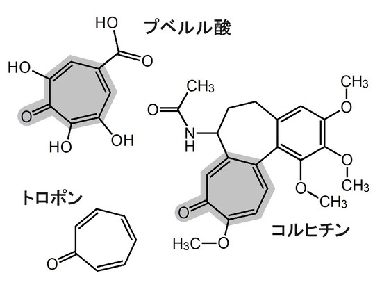 プベルル酸の化学構造には、トロポン骨格が含まれ、コルヒチンにも似ている