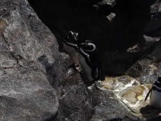 水族館で撮影したペンギンの写真