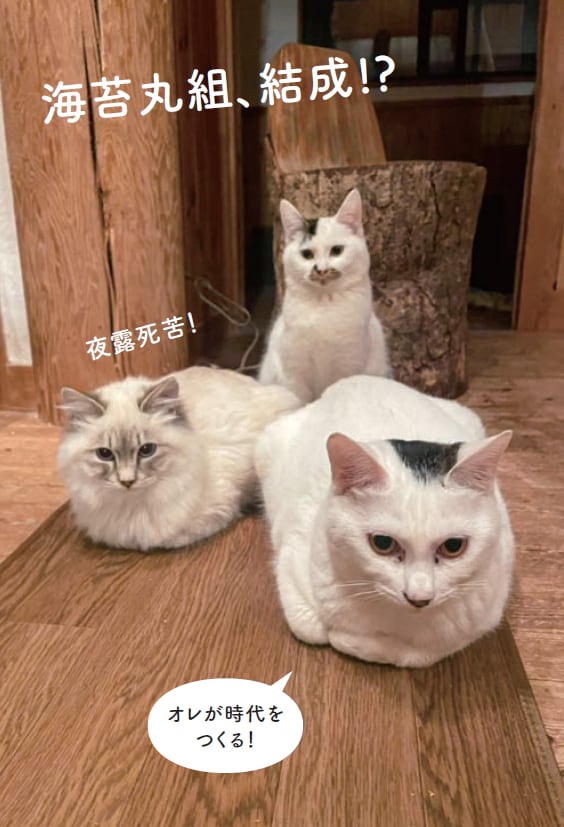 画像出典：『磯辺海苔男という猫』（辰巳出版）