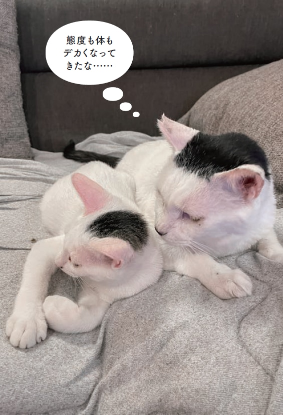 画像出典：『磯辺海苔男という猫』（辰巳出版）