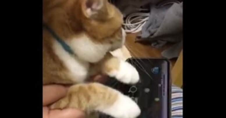 【衝撃】猫に音ゲーやらせてみたらめちゃめちゃ自然だしめちゃめちゃ可愛い → 「猫の手も借りてますね」