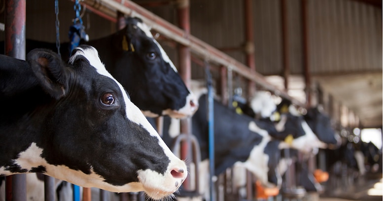 「牛乳だけじゃなくて乳製品も買ってください」給食停止の影響に関しての酪農家の "お願い" ツイートに反響集まる