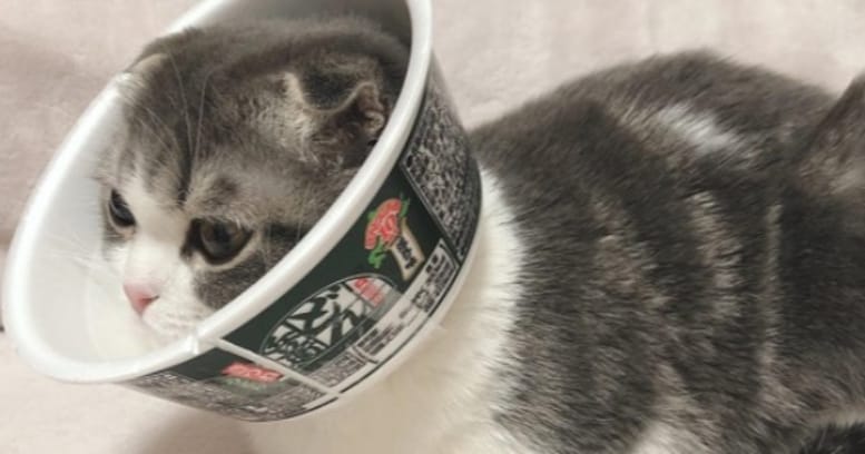 「機嫌が戻りました！！」手術後のカラーを嫌がる猫に"どん兵衛"で代用品を作ってあげたら…可愛すぎる写真に13万人が悶絶！