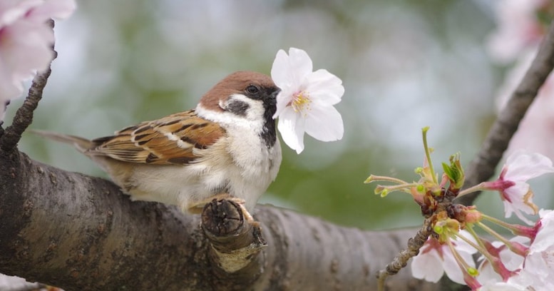 禁断の味を知ってしまった？桜をくわえて蜜を吸うスズメの姿が春らしくて癒される人続出「なにこれ可愛い」「初めて知った」
