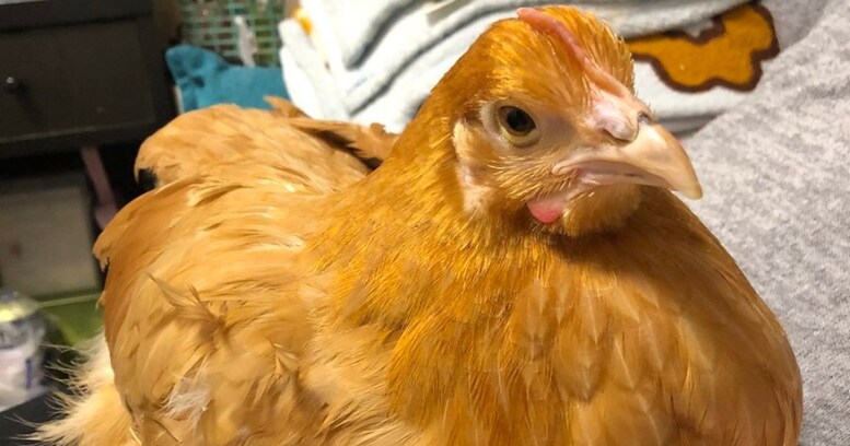 「かわいいのはヒヨコの時だけ」とか言ってる人いるけど、成鶏が一番かわいいからな！→成鶏の画像に絶賛する声が殺到