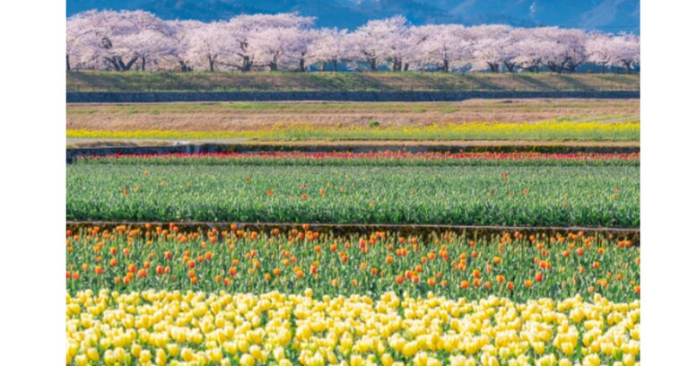 富山が春に本気出すとこうなる → 「本気のミルフィーユ状態」「春の四重奏」と感嘆の声が続出
