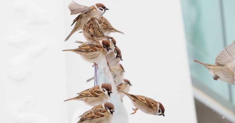 窓からすずめを一日中観察しててわかったこと「ずっと食べてる」「カラスにはビビるがハトのことはなめてる」→ 観察結果に「素晴らしい発見ですね」「一日中観察て凄いですね笑」