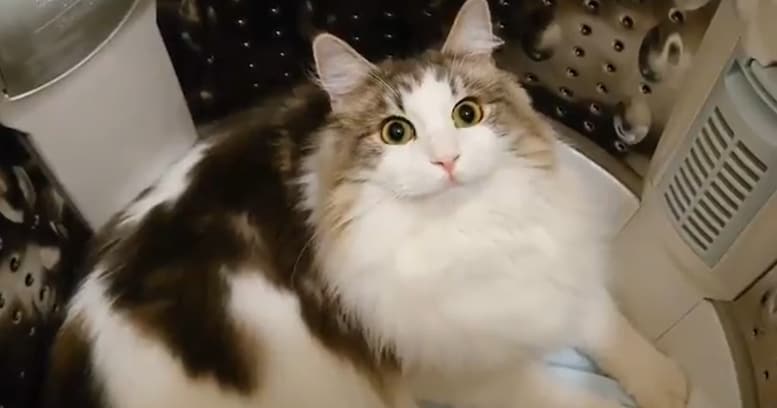 「やっべえ…」洗濯機でひんやりしているところを見つかった猫の表情が可愛すぎる！