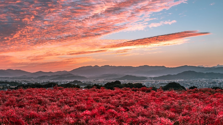 奈良で撮影された彼岸花の絨毯…その光景が美しすぎると話題に！