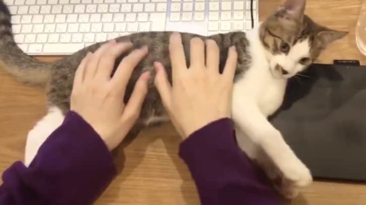 「こんな仕事があったら転職したい…」猫のお腹をひたすらタイピングする動画に反響集まる