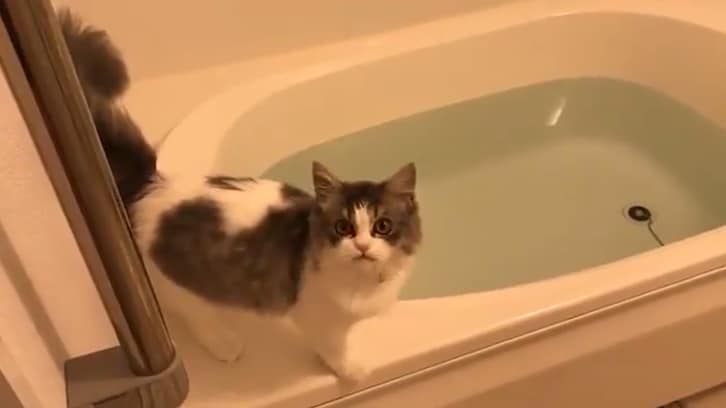 「押すなよ、押すなよ…」浴槽の上を歩き出した猫 危ないので降ろすもまた飛び乗り…その後の展開に爆笑の嵐