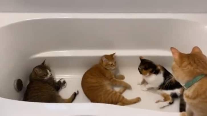 浴室暖房をつけたら「癒しの猫風呂」が完成！可愛すぎるお風呂に大きな反響