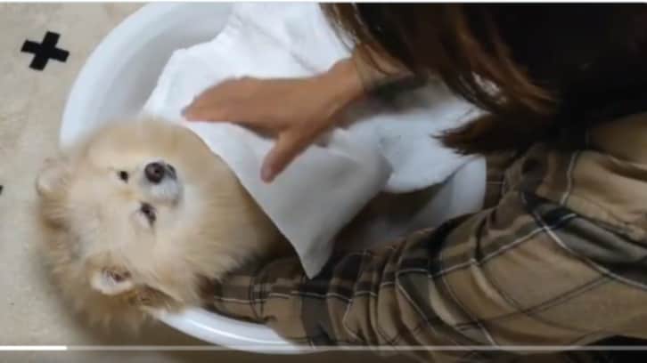 【動画】洗面桶で大人しく洗われるポメラニアンがキュートすぎる！
