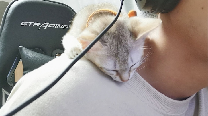 【癒しのネコちゃん画像3選】肩の上で寝ちゃった猫の寝顔がたまらない