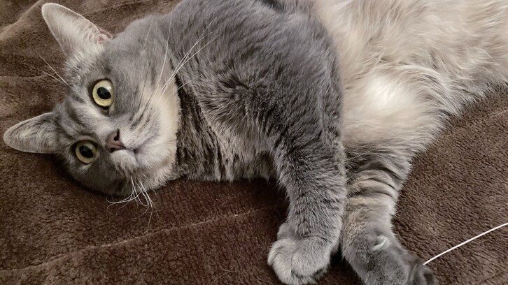 【猫ちゃん画像3選】猫じゃらし ＜ 電気毛布！？初めて電気毛布の暖かさに気付いた猫の表情がかわいい