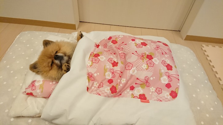 【癒しのわんちゃん画像3選】犬用のお布団に包まれて、幸せそうに寝る子犬が可愛すぎ♡