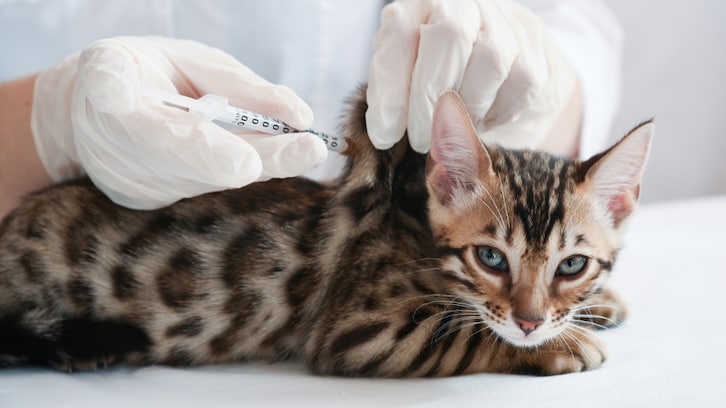 「予防接種で猫が注射を打たれる直前に…」動物病院が行なっている"素敵なサービス"に癒されると称賛の声！