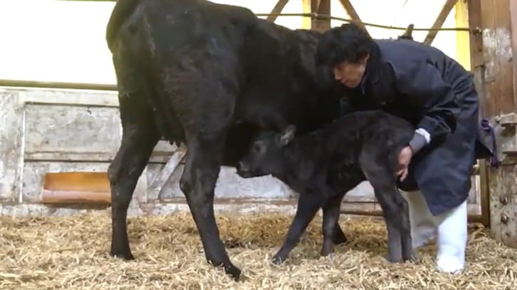 【動画】10分前まで親に蹴られていたとは… 子牛が "乳飲みに至るまで" の内容に感動の声が殺到！