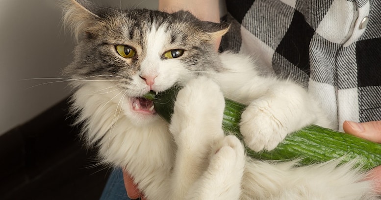 「猫に咬まれたら即病院」の理由とは？日常的にネコと触れ合う人は刮目せよ！