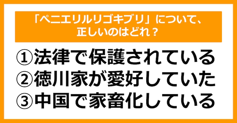 【雑学クイズ】「ぺ二エリルリゴキブリ」について、正しいのはどれ？