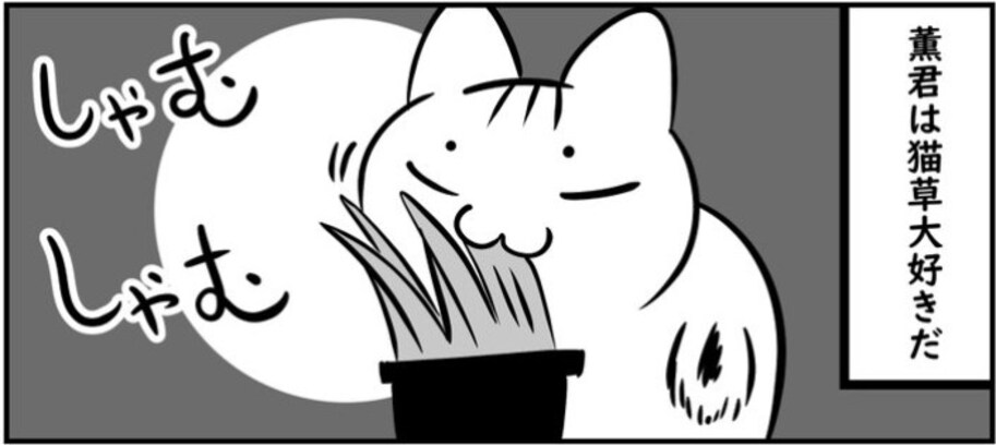 大好きな猫草の代わりに盗み食いしたのは…「可愛すぎる」「あるある」「分かる」