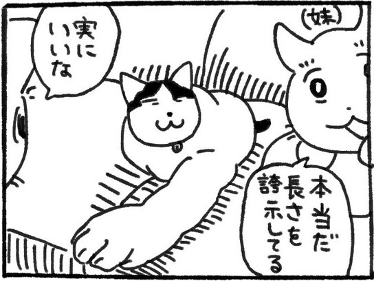 「おーい！ 猫が長いぞ！」猫の一挙手一投足に夢中になる人間達に「実にいい」「ロングアーム」「可愛い」