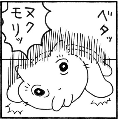 家の中にぬくもりを残して回る爆裂毛玉猫ちゃん！ 癒しの日々に「尊い」「有難う」「伝説級の可愛さ」