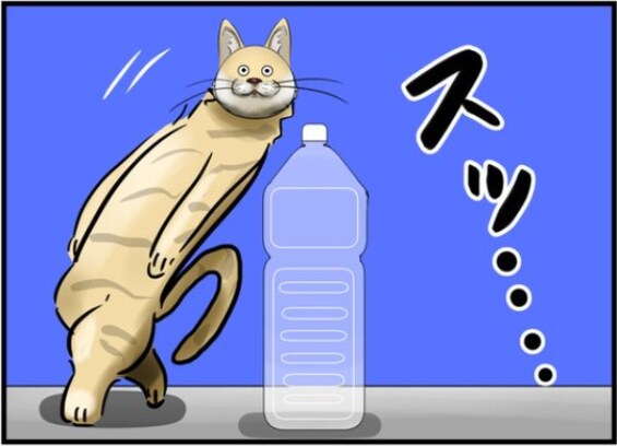 猫避けペットボトルを無効化するまさかの方法とは？「これはもう猫じゃない」「クセが強い」