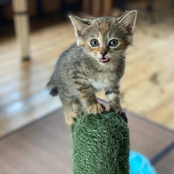 画像出典：『猫は奇跡』（佐竹茉莉子・著／辰巳出版）